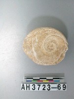 藏品(小型螺蓋製貝刮器)的圖片